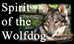 Spirit of the Wolfdog sm BNR